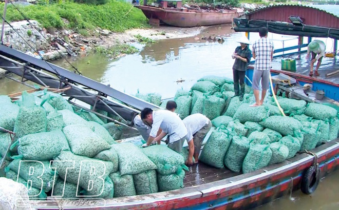 Mô hình nuôi ngao của ông Trần Quốc Phòng tạo việc làm và thu nhập cho nhiều lao động.