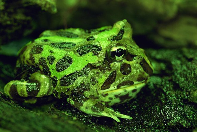 Loài ếch nào miệng chiếm 2/3 cơ thể, ăn thịt hung dữ? - Ảnh 1.