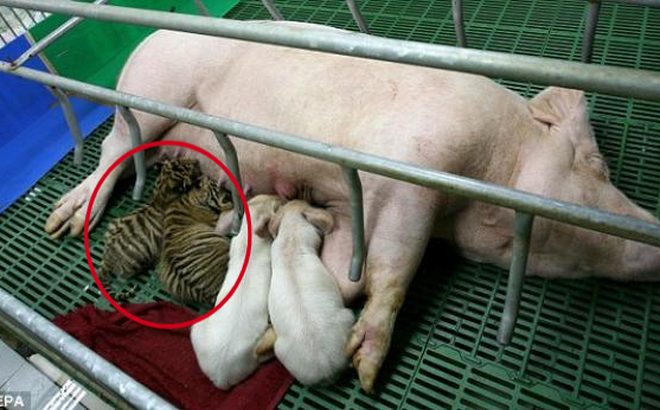 Lợn nái nuôi hổ là câu chuyện đặc biệt diễn ra ở vườn thú Sriracha, Thái Lan. Ảnh: Sohu