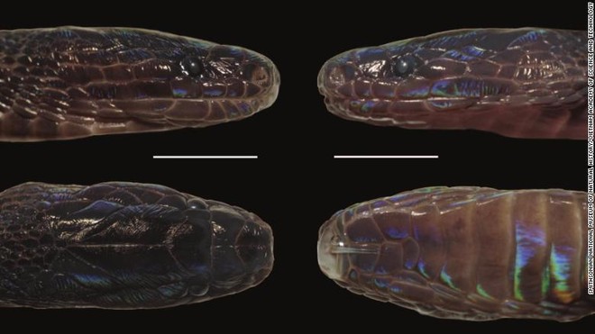 Phát hiện loài rắn kỳ lạ, cực hiếm có thể đổi màu vảy và hoàn toàn mới ở Việt Nam - Ảnh 1.