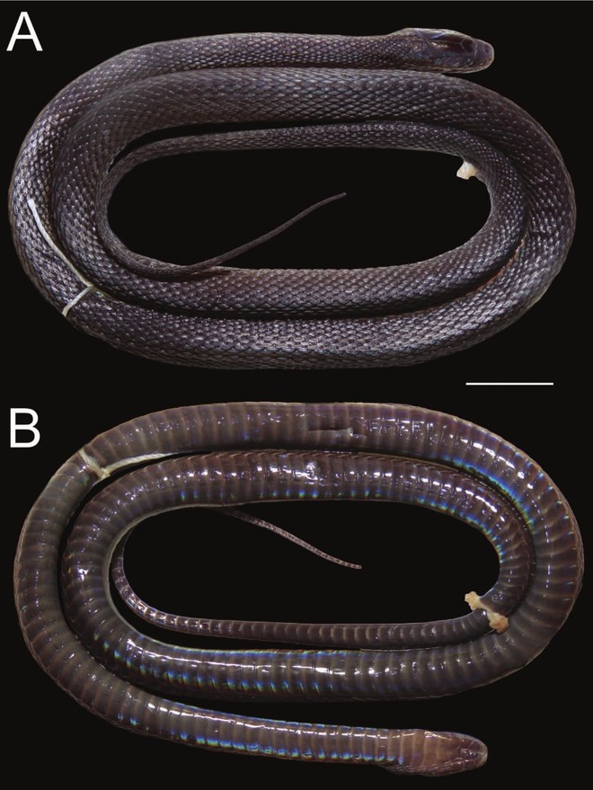 Phát hiện loài rắn kỳ lạ, cực hiếm có thể đổi màu vảy và hoàn toàn mới ở Việt Nam - Ảnh 2.