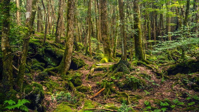 Nhật Bản có một khu rừng khiến la bàn, GPS bị nhiễu loạn: Hàng trăm người thiệt mạng tại đây, vì sao? - Ảnh 1.