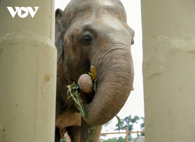 Chú voi cô đơn nhất thế giới đến nhà mới ở Campuchia với phí vận chuyển gần nửa triệu USD - Ảnh 1.
