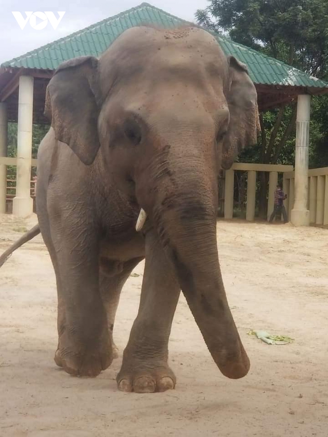 Chú voi cô đơn nhất thế giới đến nhà mới ở Campuchia với phí vận chuyển gần nửa triệu USD - Ảnh 7.