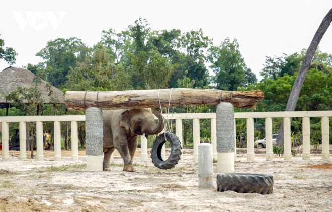Chú voi cô đơn nhất thế giới đến nhà mới ở Campuchia với phí vận chuyển gần nửa triệu USD - Ảnh 8.
