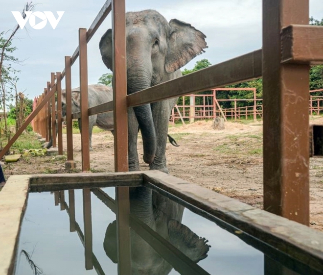 Chú voi cô đơn nhất thế giới đến nhà mới ở Campuchia với phí vận chuyển gần nửa triệu USD - Ảnh 9.
