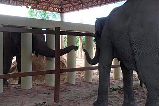 Chú voi cô đơn nhất thế giới đến nhà mới ở Campuchia với phí vận chuyển gần nửa triệu USD - Ảnh 10.