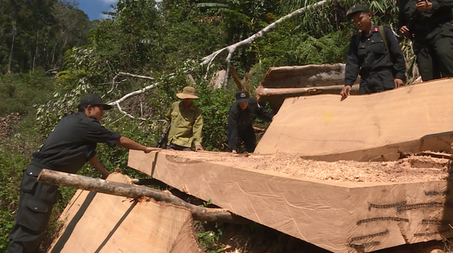 Khởi tố nguyên giám đốc công ty lâm nghiệp bất lực để rừng bị tàn phá - Ảnh 2.