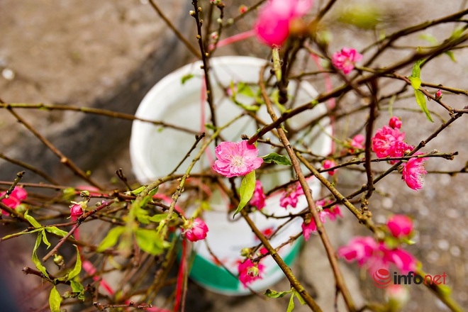 Đào Nhật Tân xuống chợ, khách háo hức ngắm hoa ngỡ như Tết đang cận kề - Ảnh 3.