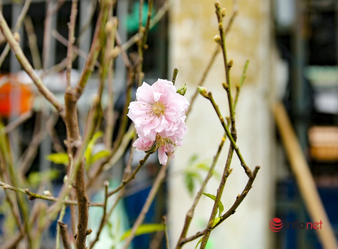 Đào Nhật Tân xuống chợ, khách háo hức ngắm hoa ngỡ như Tết đang cận kề - Ảnh 4.