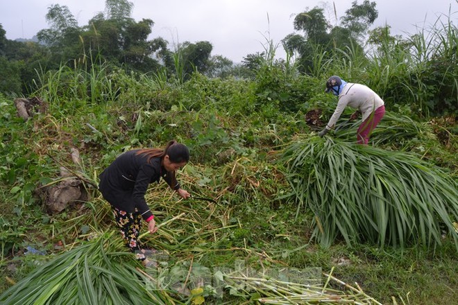 Người dân miền núi đốt lửa sưởi ấm cho trâu, bò những ngày rét đậm - Ảnh 3.