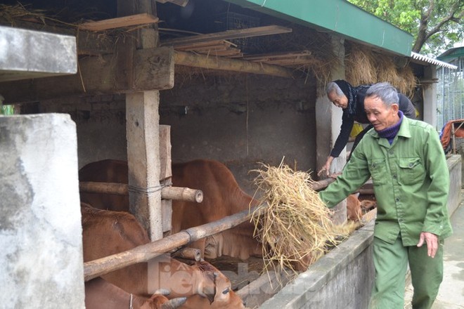 Người dân miền núi đốt lửa sưởi ấm cho trâu, bò những ngày rét đậm - Ảnh 5.