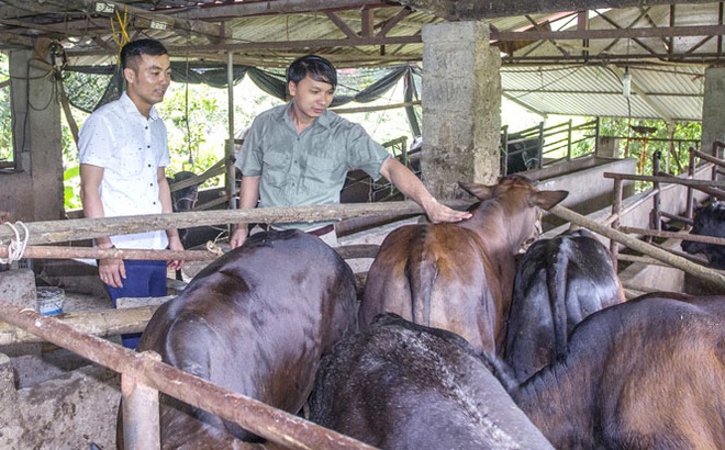 Anh Trần Trọng Tấn chia sẻ kinh nghiệm chăn nuôi bò BBB với hộ chăn nuôi trong xã.