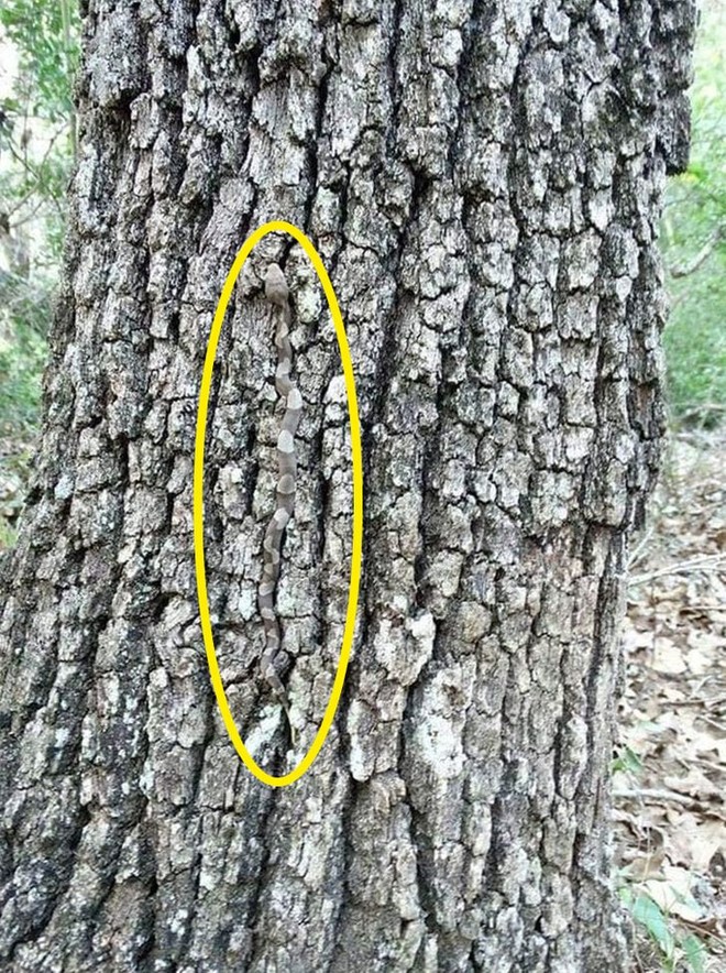 Thách thức thị giác 3 giây: Đố bạn tìm ra con rắn trên thân cây xù xì - Ảnh 2.