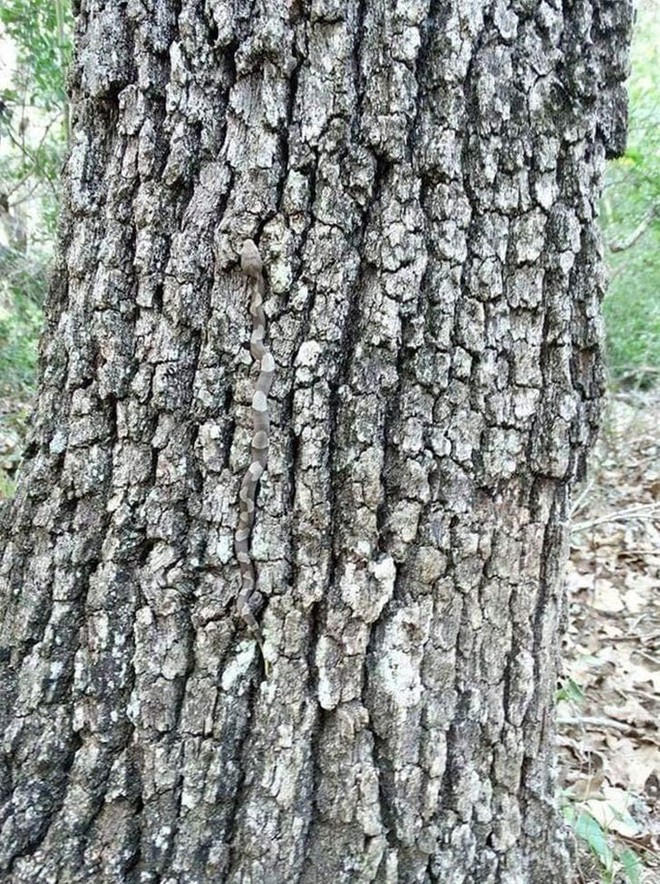 Thách thức thị giác 3 giây: Đố bạn tìm ra con rắn trên thân cây xù xì - Ảnh 1.