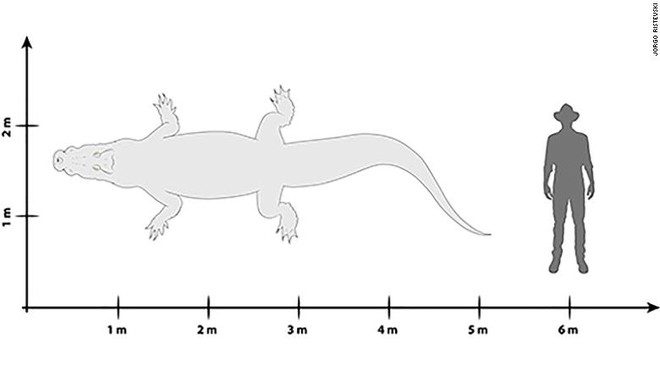Phát hiện loài cá sấu “vua đầm lầy” khổng lồ hung bạo từng sống ở Úc - Ảnh 1.