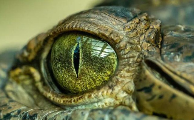 Các nhà khoa học Úc đặt tên loài cá sấu mới là vua đầm lầy.