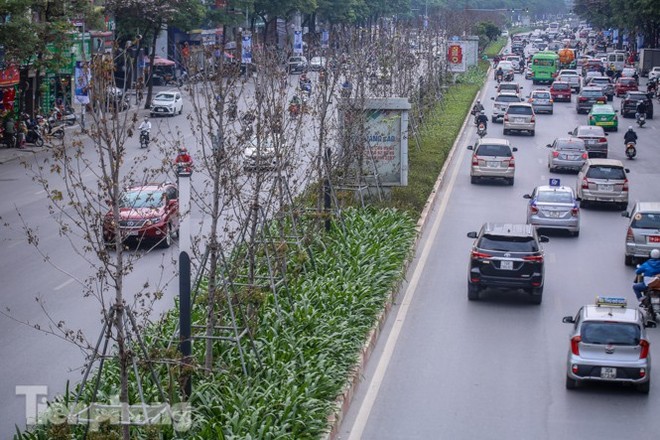 Gần 3 năm chăm sóc, hàng cây phong nứt toác, trụi lá - Ảnh 1.