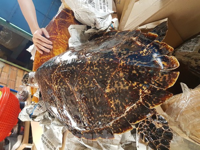 Bắt quả tang vụ buôn bán rùa biển quy mô lớn - Ảnh 2.