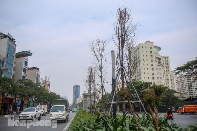 Gần 3 năm chăm sóc, hàng cây phong nứt toác, trụi lá - Ảnh 11.