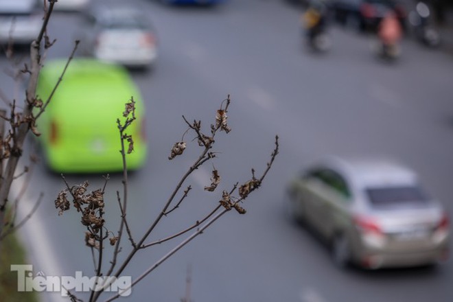 Gần 3 năm chăm sóc, hàng cây phong nứt toác, trụi lá - Ảnh 5.