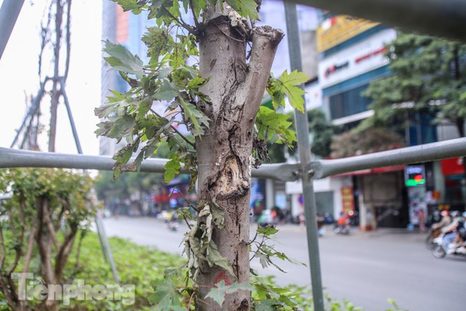 Gần 3 năm chăm sóc, hàng cây phong nứt toác, trụi lá - Ảnh 7.