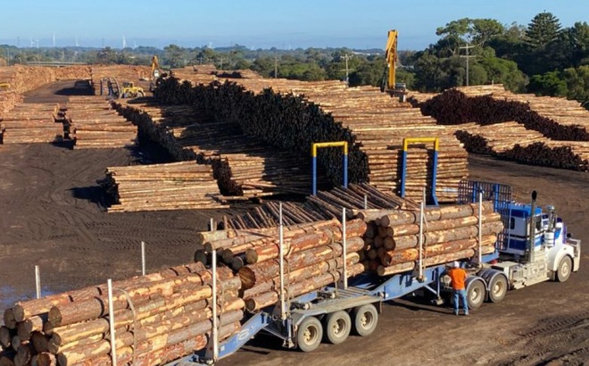 Trung Quốc mở rộng lệnh cấm nhập khẩu gỗ tròn sang các bang New South Wales và Tây Australia. (Nguồn: Hiệp hội các nhà chế biến gỗ tròn bang Nam Australia)