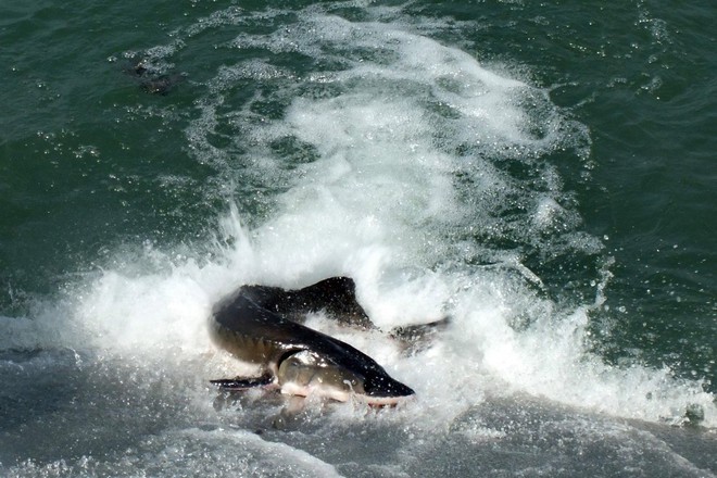 Đập Tam Hiệp khiến loài cá tầm to như cá mập trên sông Dương Tử tuyệt diệt? - Ảnh 1.
