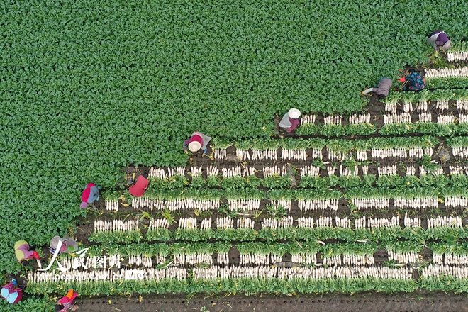 7 ngày qua ảnh: Chim diệc kiếm ăn trên mặt nước đóng băng ở Trung Quốc - Ảnh 6.