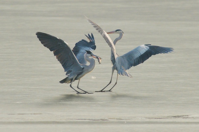 7 ngày qua ảnh: Chim diệc kiếm ăn trên mặt nước đóng băng ở Trung Quốc - Ảnh 3.