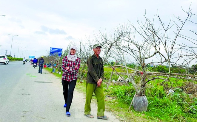 Người dân bán cành đào Tết tại Mộc Châu,Sơn La dịp tết 2019