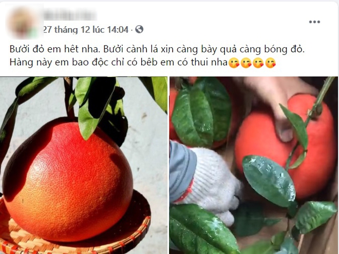 Bưởi vỏ đỏ như son, hàng cực độc chơi Tết giá 500.000 đồng/quả vẫn cháy hàng - Ảnh 1.