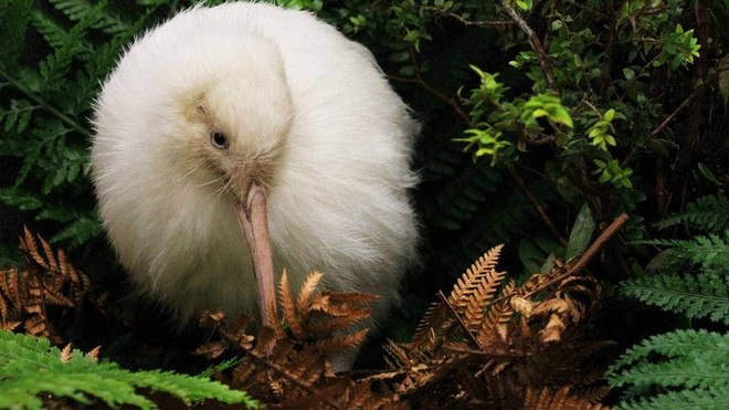 Con chim trắng chết trên bàn mổ khiến cả New Zealand tiếc thương - Ảnh 2.