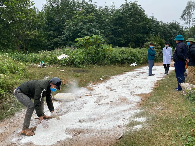 Đàn lợn cả trăm con bị kẻ lạ vứt lại giữa đường ở Nghệ An  - Ảnh 3.