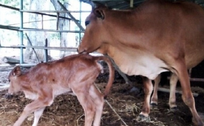 Hình ảnh bò tót (F3) mới sinh tại Vườn Quốc gia Phước Bình (Ảnh: ĐT).