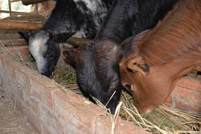 Sơn La tiêu hủy gần 70 con bò bị bệnh viêm da nổi cục - Ảnh 1.