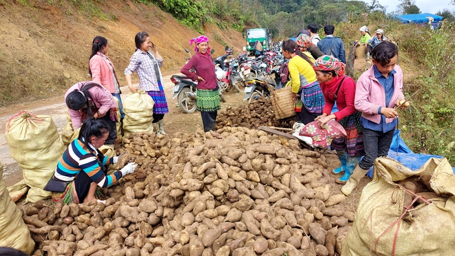 Loại củ nghe tên rất lạ, nhổ 1 gốc lên cả chùm, dân bán thu cả chục tỷ đồng - Ảnh 1.