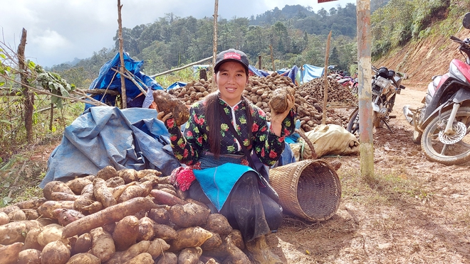 Loại củ nghe tên rất lạ, nhổ 1 gốc lên cả chùm, dân bán thu cả chục tỷ đồng - Ảnh 3.