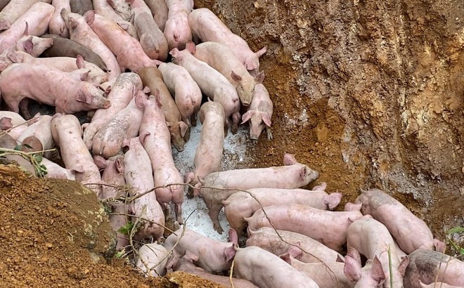 Đàn lợn bị vứt bỏ giữa đường.