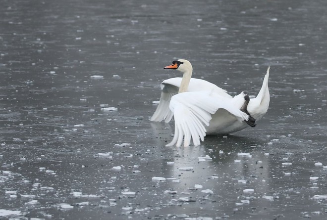 24h qua ảnh: Thiên nga trượt trên mặt hồ đóng băng ở Anh - Ảnh 3.