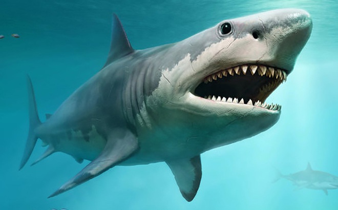 Dạ dày cá mập trắng tiết lộ sự thật về món ăn khoái khẩu của 'hung thần biển khơi'