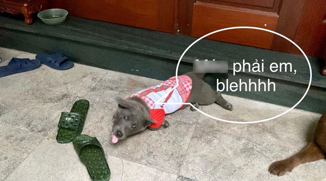 Đôi dép bị chú chó idol Nguyễn Văn Dúi gặm nham nhở bất ngờ được rao bán online, nhìn số lượng hàng được bán ra mà choáng! - Ảnh 4.