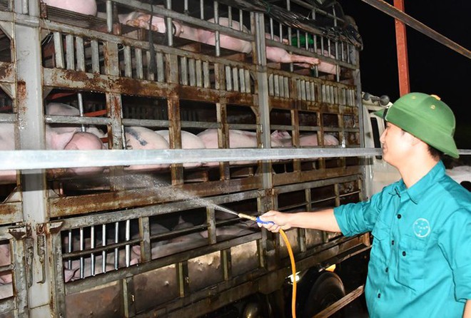 Vừa cho nhập lợn sống từ Thái Lan, phải hỏa tốc ngăn lợn nhập lậu từ Lào, Campuchia - Ảnh 1.