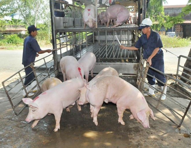 Giá lợn hơi ở Thái chỉ 55.000 đồng/kg, doanh nghiệp Việt xin nhập gấp 80 vạn con lợn sống về giết mổ - Ảnh 2.