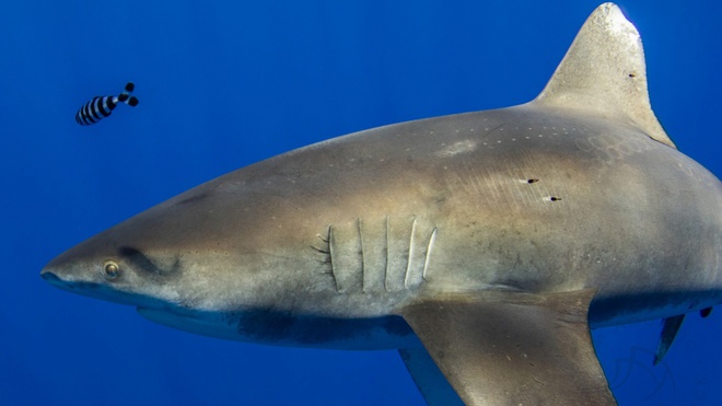 Bằng chứng về cuộc chiến hiếm hoi giữa mực khổng lồ và cá mập đại dương - Ảnh 1.