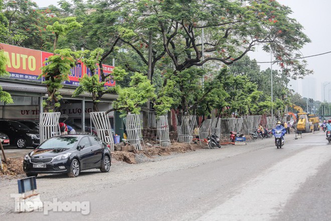 Lo ngại mất trộm, Hà Nội mặc áo giáp sắt cho hàng sưa đỏ - Ảnh 3.