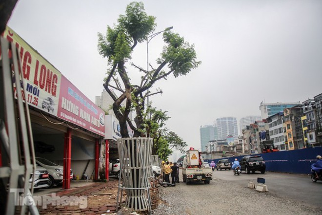 Lo ngại mất trộm, Hà Nội mặc áo giáp sắt cho hàng sưa đỏ - Ảnh 5.