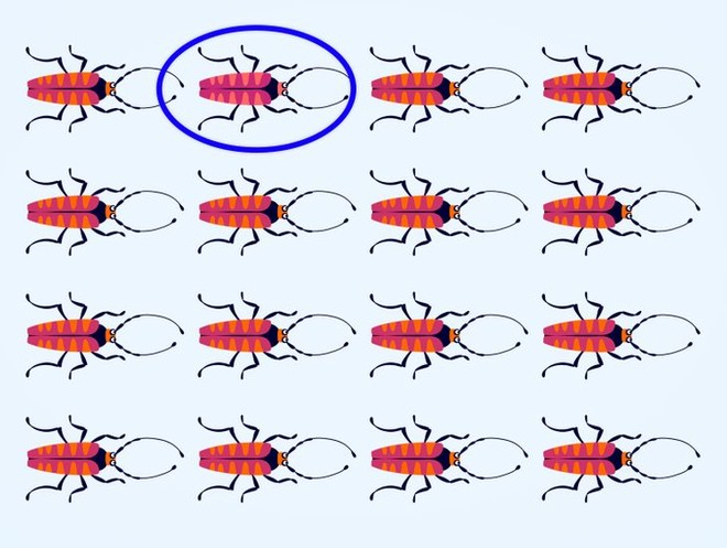 Thử độ tinh tường của thị giác: Bạn có thể tìm ra con bọ khác màu trong từng ảnh không? - Ảnh 30.