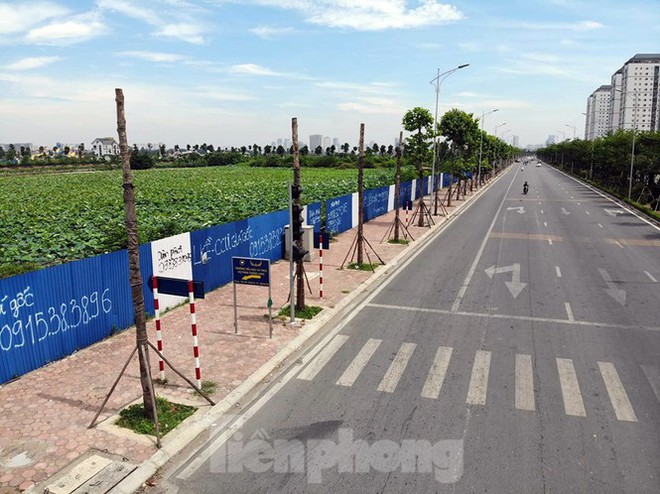 Hàng loạt cây xanh chết khô trên đường nghìn tỷ ở Hà Nội - Ảnh 2.
