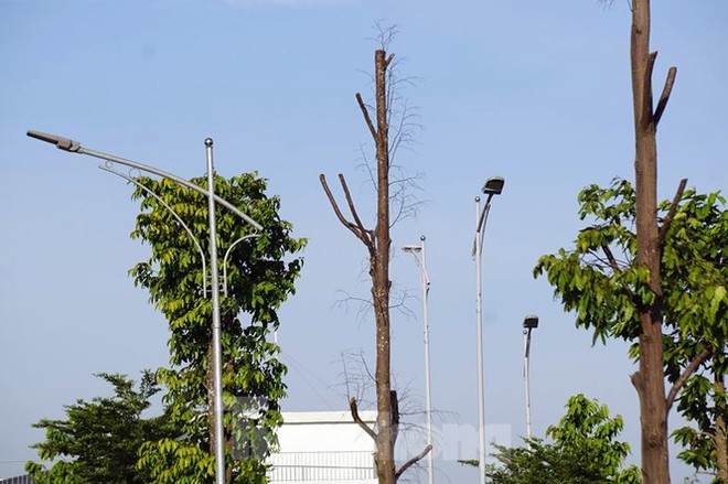 Hàng loạt cây xanh chết khô trên đường nghìn tỷ ở Hà Nội - Ảnh 12.